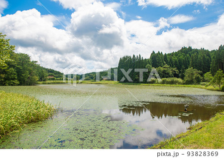 夏の樫原湿原 93828369