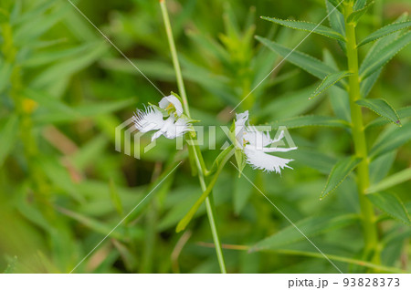 サギソウ（佐賀県・樫原湿原） 93828373