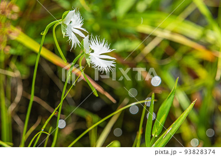 サギソウ（佐賀県・樫原湿原） 93828374