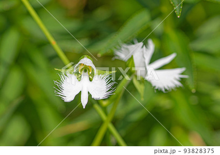 サギソウ(佐賀県・樫原湿原) サギソウ(佐賀県・樫原湿原) 93828375