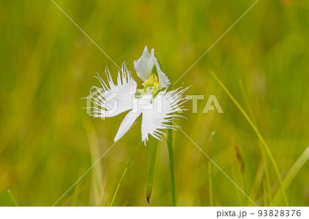 サギソウ（佐賀県・樫原湿原） 93828376