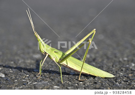 ショウリョウバッタ ショウリョウバッタ 93828458