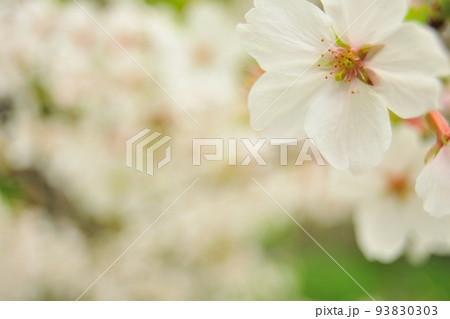 自宅に咲いた満開の吉野桜 自宅に咲いた満開の吉野桜 93830303