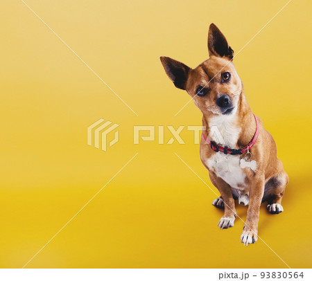 Funny small dog with uncertainty face on yellow background Funny small dog with uncertainty face on yellow background 93830564