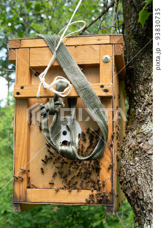 A beekeeper collects a swarm of wild bees in a box. 93830735