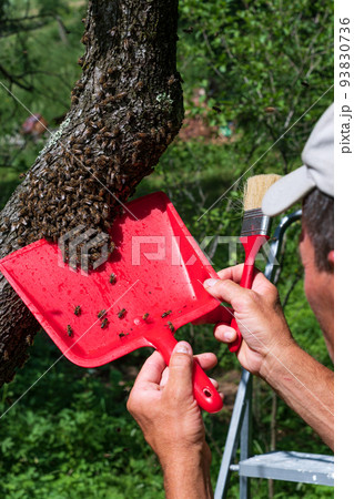 The beekeeper collects a swarm of bees with the help of a wide brush and a shovel. 93830736