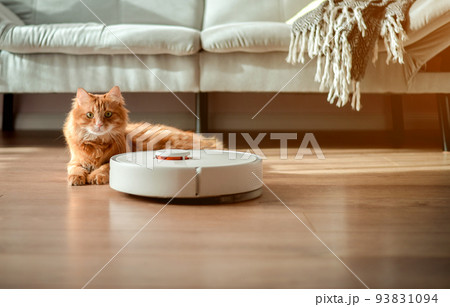 Funny red cat relaxed on the wooden floor. Ginger cat lying on the floor at home with robot vacuum cleaner. Animal at home on wooden floor . Adorable young pet 93831094