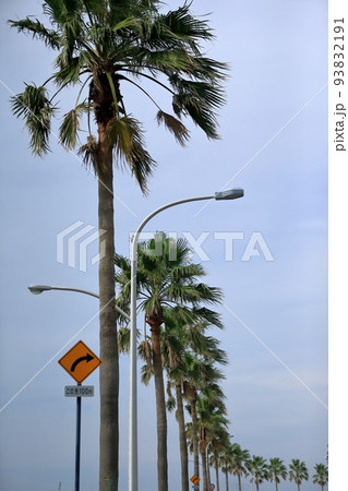 浦安のヤシの木の風景 93832191