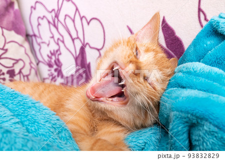 Little ginger kitten yawns funny in blue plaid Little ginger kitten yawns funny in blue plaid 93832829