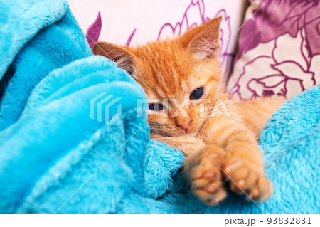 Little ginger kitten lies on a chair Little ginger kitten lies on a chair 93832831
