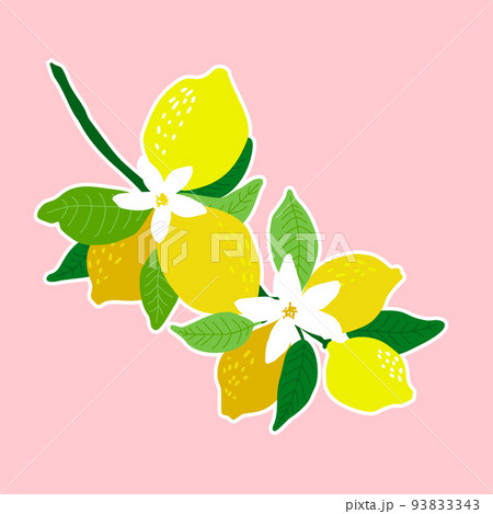 Lemon fruits and lemon flowers on the branch. Vector illustration great for labels, posters and 93833343