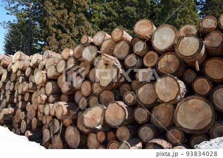 切り出された杉の丸太 降雪風景 93834028