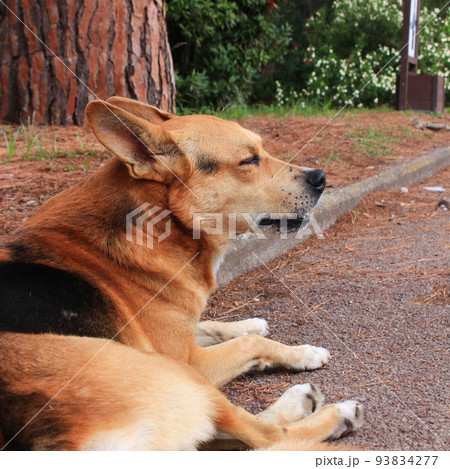 地べたに座り目を閉じる、ワイルドな野犬の写真 地べたに座り目を閉じる、ワイルドな野犬の写真 93834277