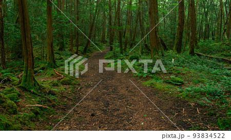 薄暗い森の中・富士青木ヶ原樹海 93834522