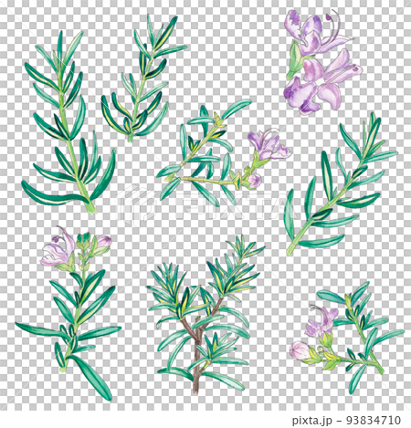 ローズマリーの手描き水彩画イラストのイラスト素材 [93834710] - PIXTA