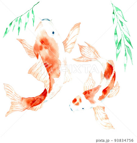 錦鯉 水彩画