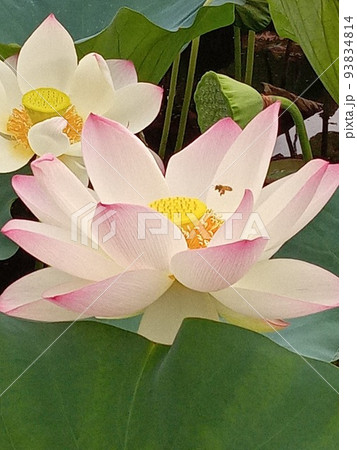 蓮の花 蓮の花 93834814