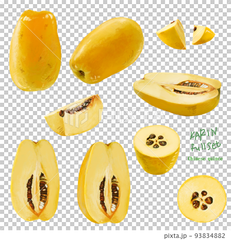 ［2022年秋 修正版］リアルなかりんのイラスト　手描き 93834882