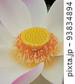 蓮の花 93834894