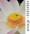 蓮の花 93834904