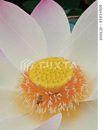 蓮の花 蓮の花 93834906