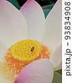 蓮の花 93834908