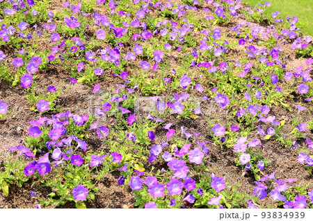 ペチュニアの花 93834939