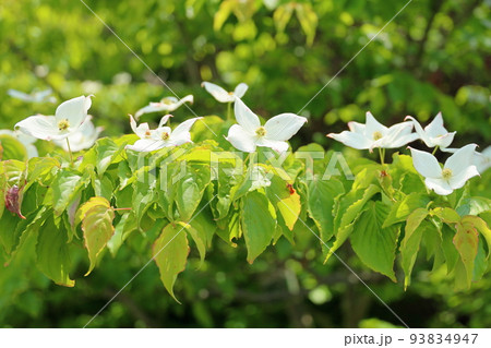 ヤマボウシの花 93834947