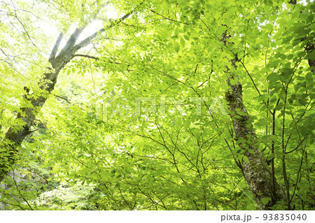 新緑の森を見上げる 新緑の森を見上げる 93835040
