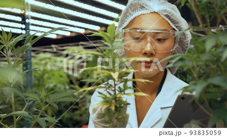 Scientist test cannabis product in curative indoor cannabis farm Scientist test cannabis product in curative indoor cannabis farm 93835059