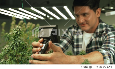 Cannabis farmer use microscope to analyze CBD in curative cannabis farm 93835324