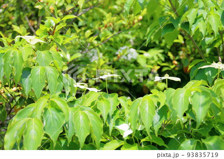ヤマボウシの花 ヤマボウシの花 93835719