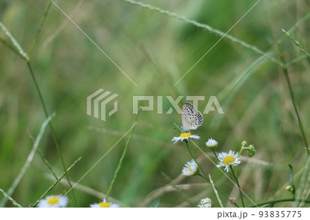 花とヤマトシジミ 93835775
