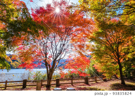 紅葉した楓と光芒 紅葉した楓と光芒 93835824