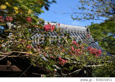 夏の延命寺と百日紅 93835851