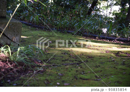 延命寺裏山の苔むした道 延命寺裏山の苔むした道 93835854