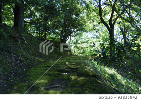 夏の延命寺裏山の苔むした道 夏の延命寺裏山の苔むした道 93835942