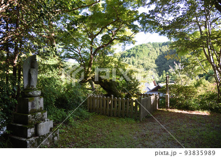 夏の延命寺夕照もみじと仏様 93835989