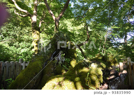夏の延命寺夕照もみじ 夏の延命寺夕照もみじ 93835990