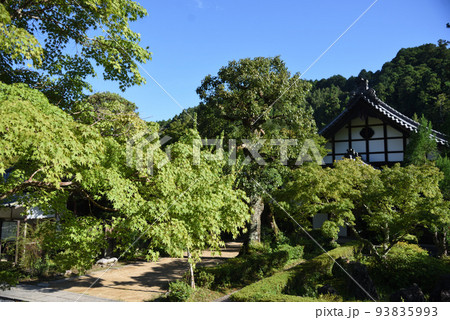 夏の延命寺と木々の緑と青空 夏の延命寺と木々の緑と青空 93835993