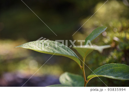 夏の延命寺の朝露の葉っぱ 93835994