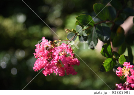夏の延命寺の百日紅 93835995