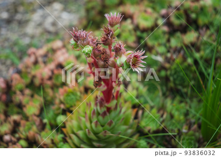 センペルビウムの花 93836032