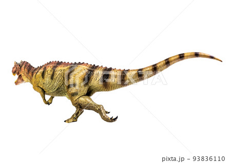 Ceratosaurus Dinosaur on white isolate background Clipping path Ceratosaurus Dinosaur on white isolate background Clipping path 93836110