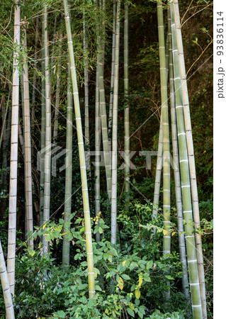 竹やぶ 93836114