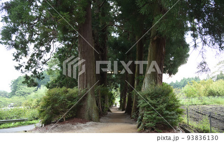 高天彦神社の山道 93836130