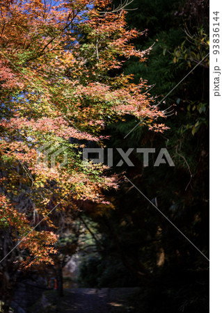 岩屋公園の秋の風景 93836144