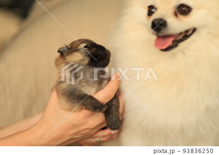 Pomeranian. Cute fluffy adorable Pomeranian and little puppy 93836250