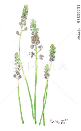 夏〜秋、野原に咲く優しい紫色の小花、ツルボ（蔓穂）の水彩画イラスト 93836251