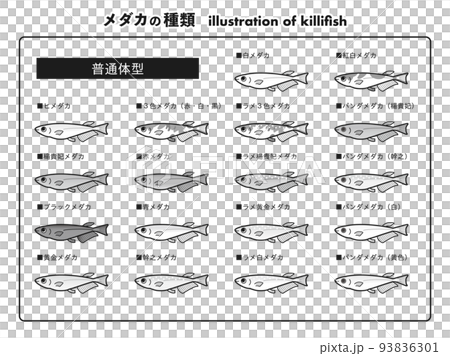 Normal body medaka 18 species illustration set (black and white) 93836301